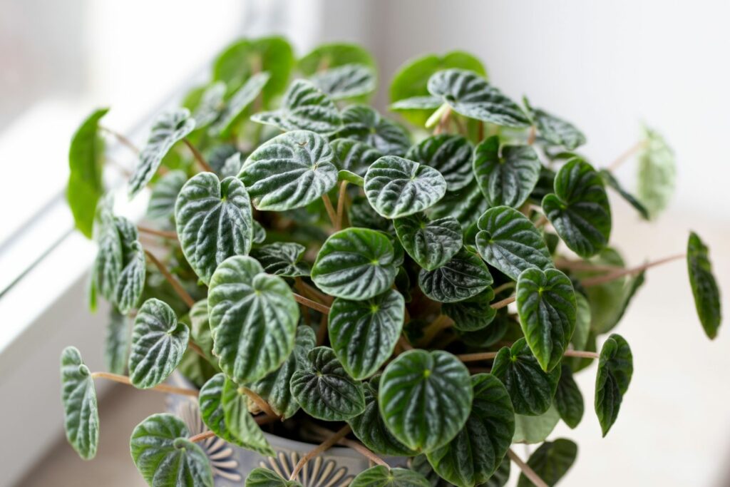 Buschige Peperomia