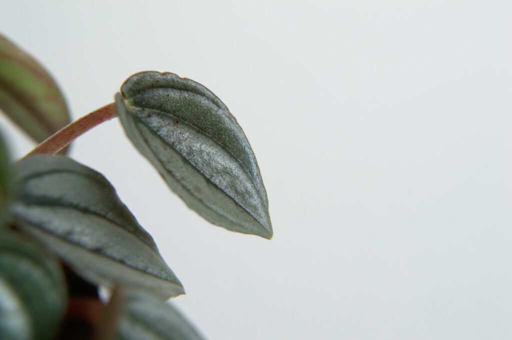 Peperomia albovittata