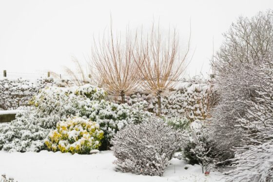 Frostschäden an Pflanzen erkennen & vermeiden