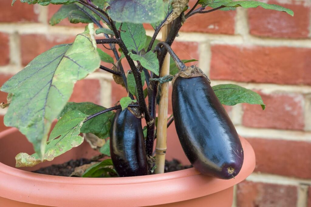Aubergine im Topf