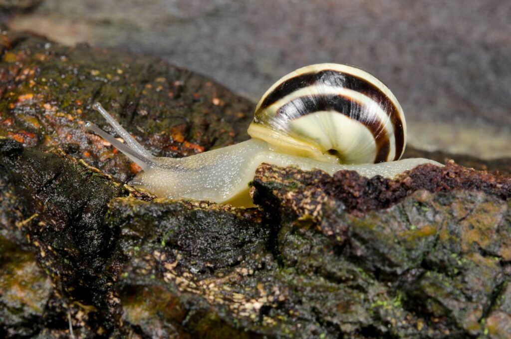 Garten-Bänderschnecke