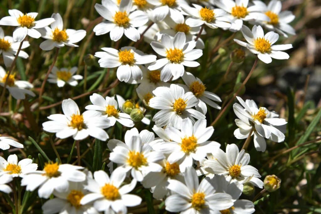 Weißblühende Bidens 'White Delight'