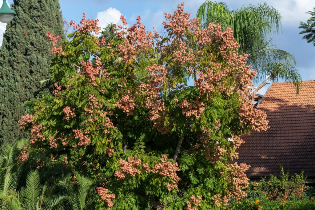 Blasenbaum