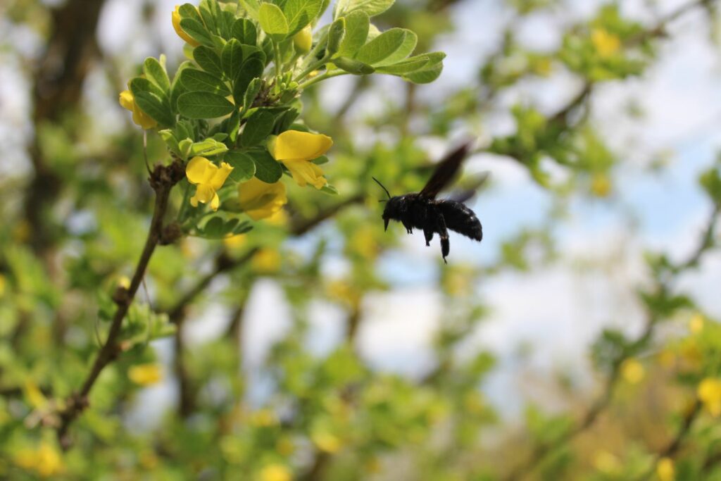 Biene fliegt zum Blasenstrauch