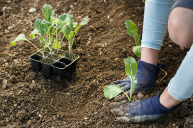 Blumenkohl pflanzen: Standort, Aussaat & Tipps zur Mischkultur