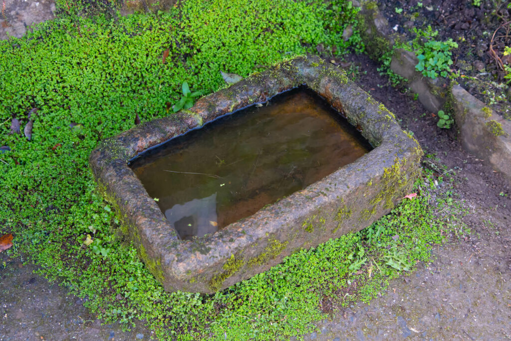 Bubikopf als Bodendecker