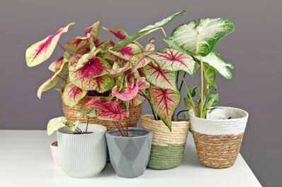 Caladium: Pflege, Sorten & Überwinterung des Buntblatts