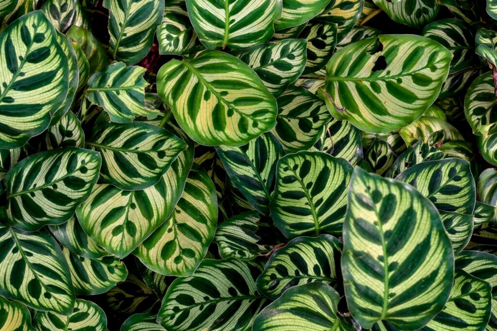 Pflege der Calathea makoyana
