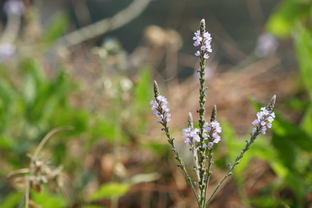 Verbena officinalis