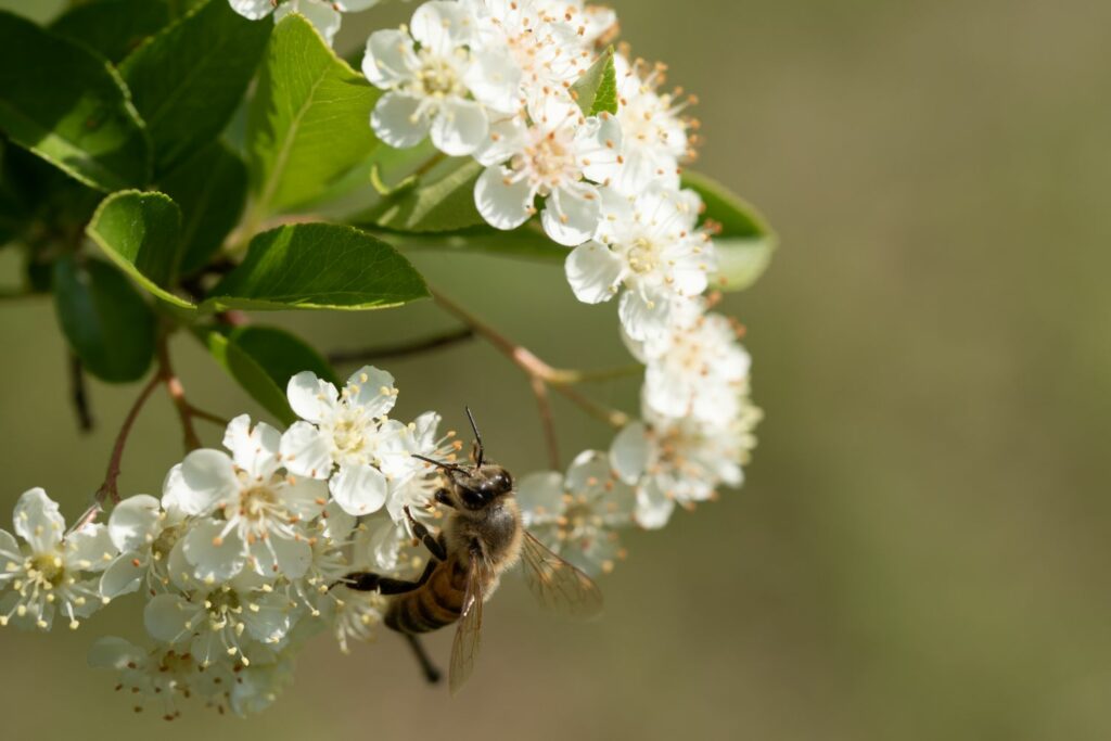Feuerdorn-Blüten mit Biene
