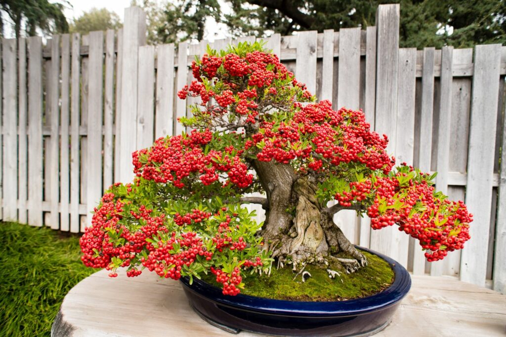 Feuerdorn-Bonsai im Topf