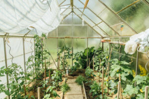 Zwergobstbäume im Garten anbauen - Plantura