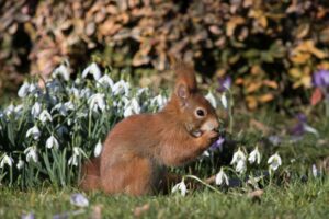 Katzenschreck Katzenabwehr Verpiss-Dich Pflanzen blaue Blüten Kot