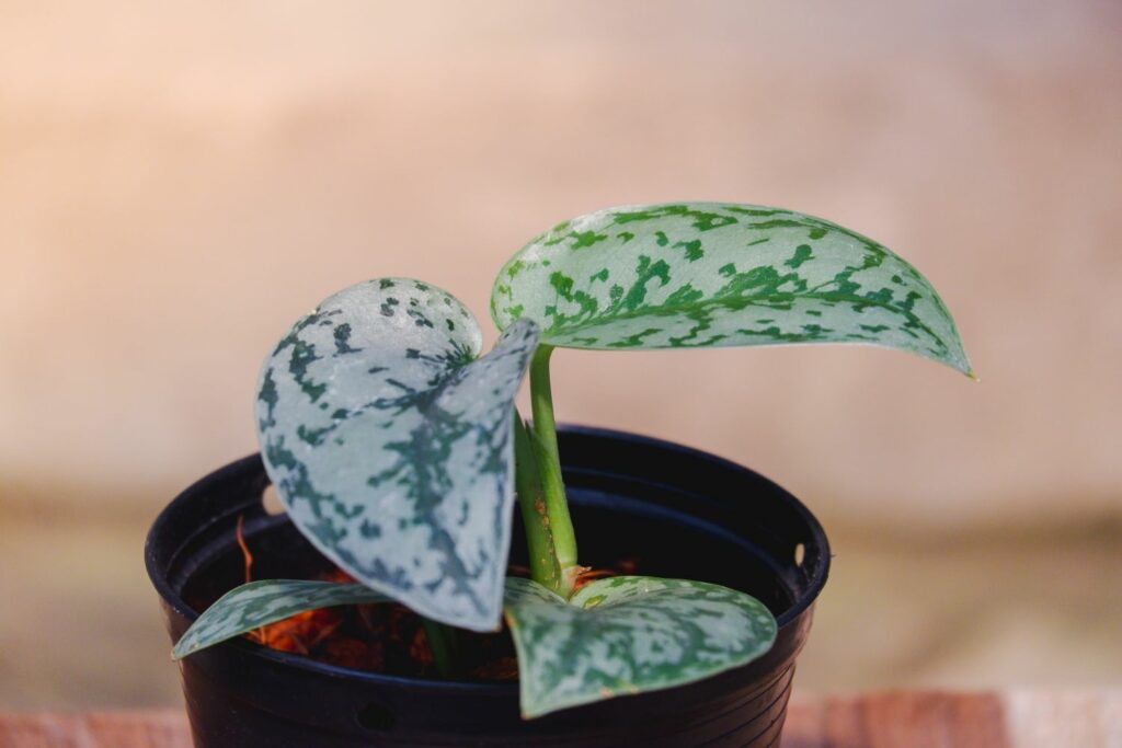 Scindapsus pictus Vermehrung