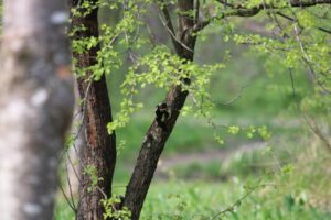 Nashi-Birne: Sorten, Pflanzen & Vermehren - Plantura