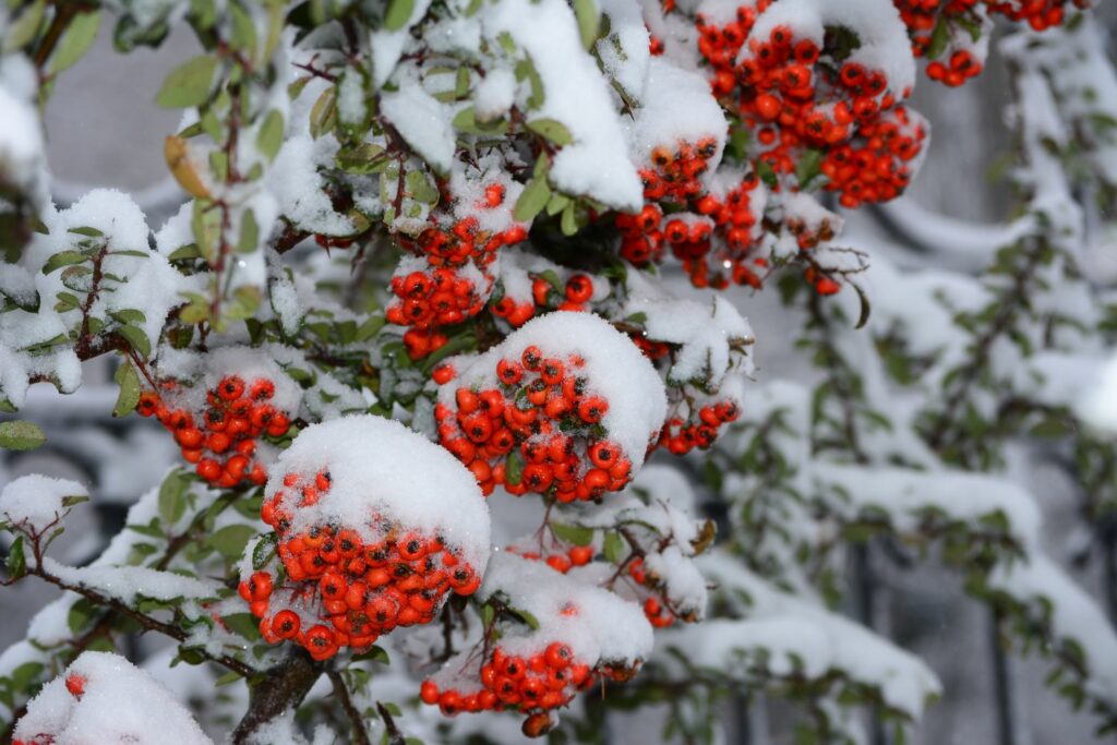 Feuerdorn im Schnee