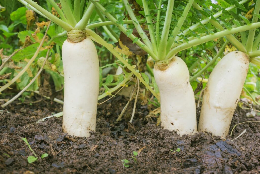 Daikon-Rettich