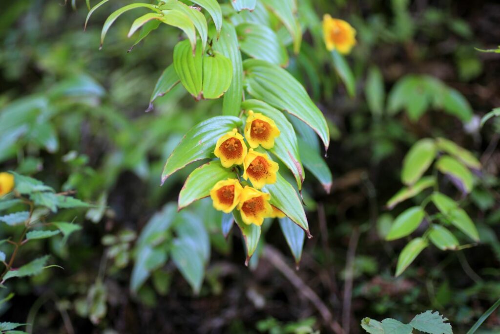 Tricyrtis macrantha mit gelben Blüten