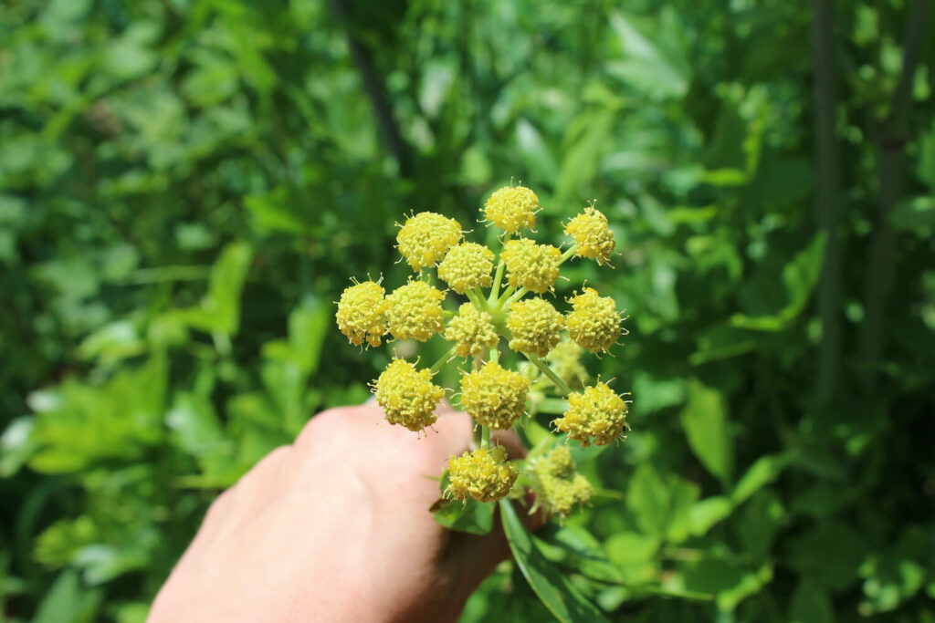 Maggikraut-Blüten
