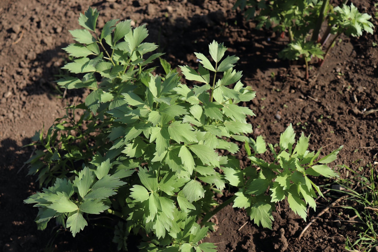 Liebstöckel pflegen, schneiden & überwintern