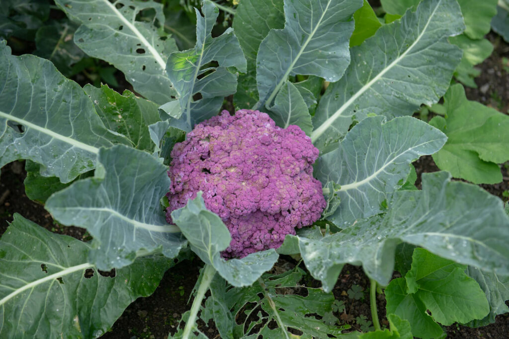 Blumenkohl in Lila