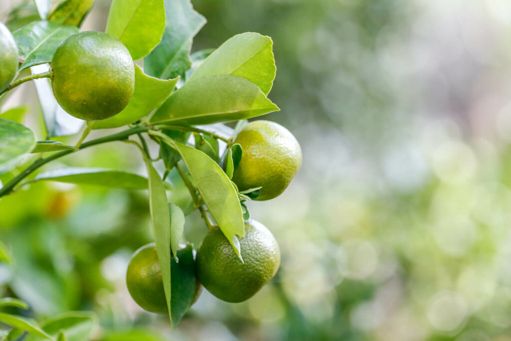 Limetten am Baum