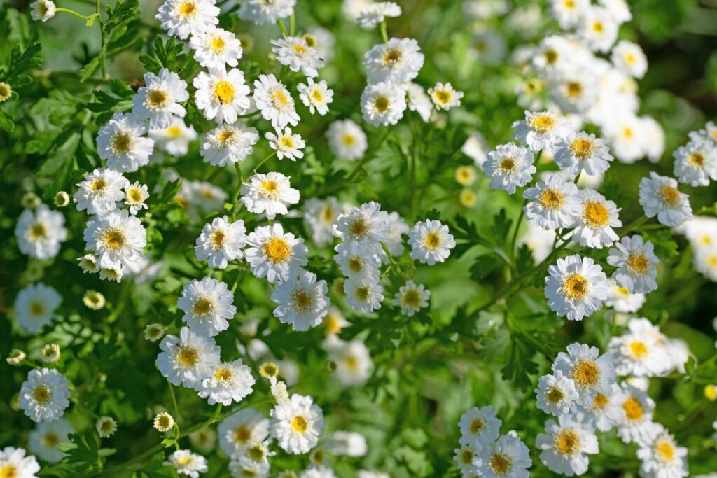 Gefüllte Mutterkraut-Blüten