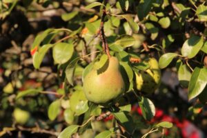 Obst anbauen
