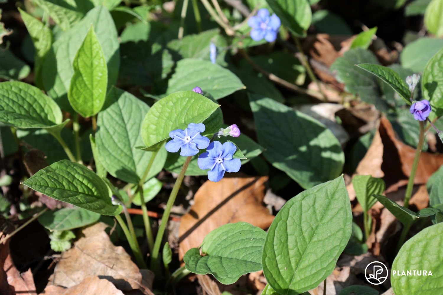 Gedenkemein: Pflanzen, Pflege & die schönsten Sorten