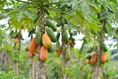Papayakerne einpflanzen: Anleitung & Pflege-Tipps