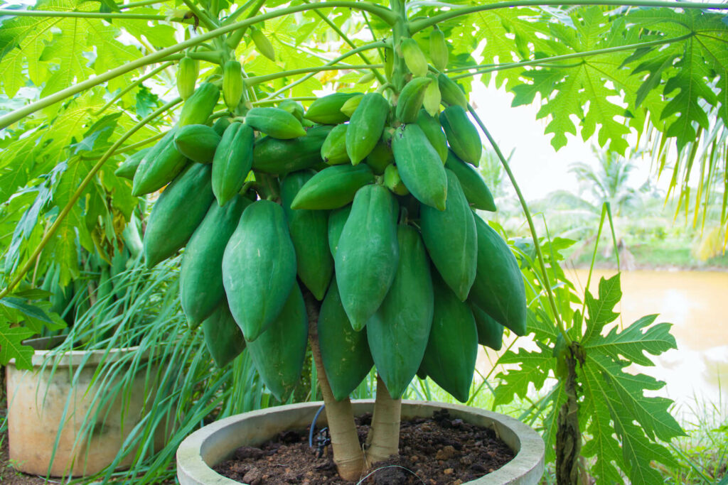 Papaya-Anbau