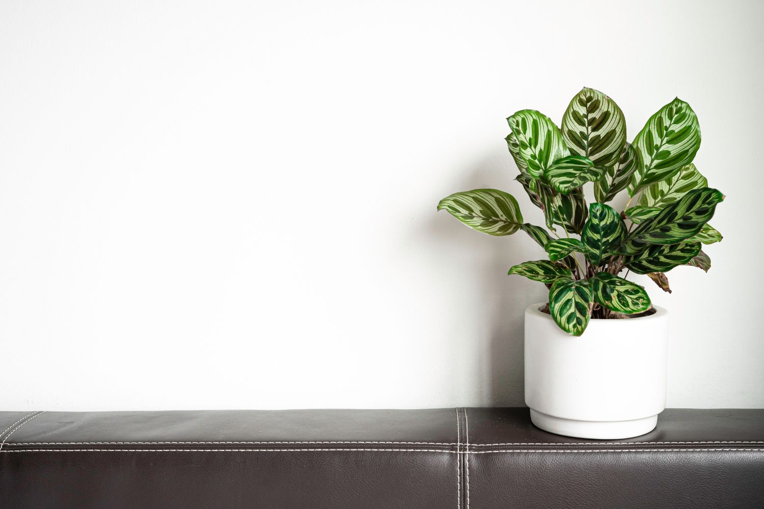 Calathea makoyana: Pflege, Blüte & Vermehrung der Pfauen-Korbmarante