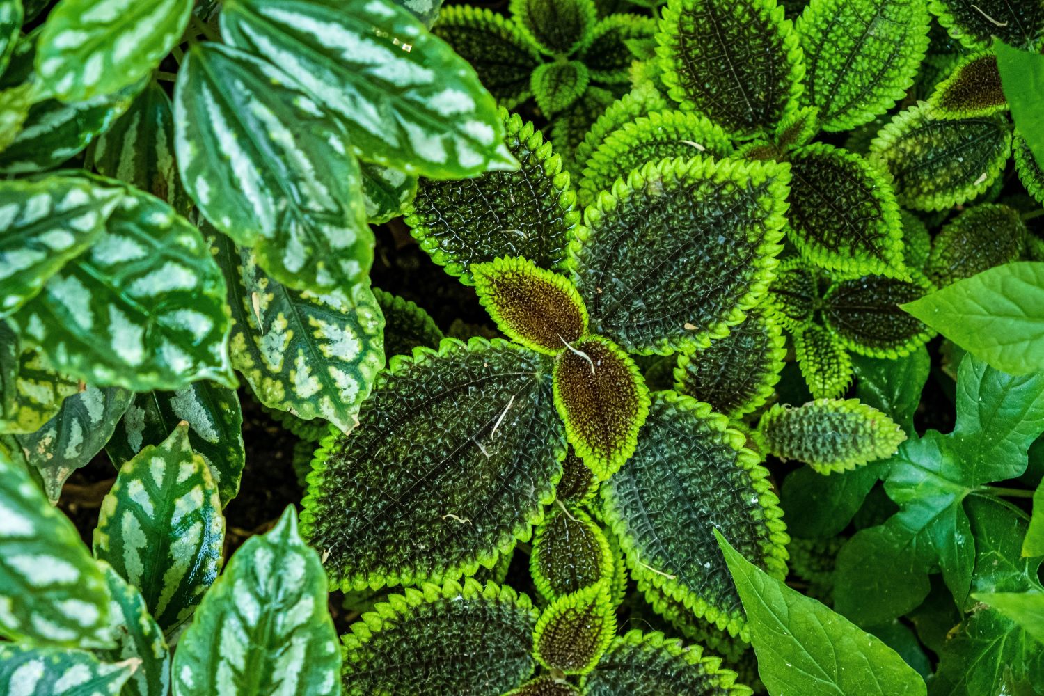 Kanonierblumen: Pflege, Giftigkeit & die schönsten Arten