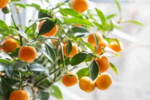 Satsuma
