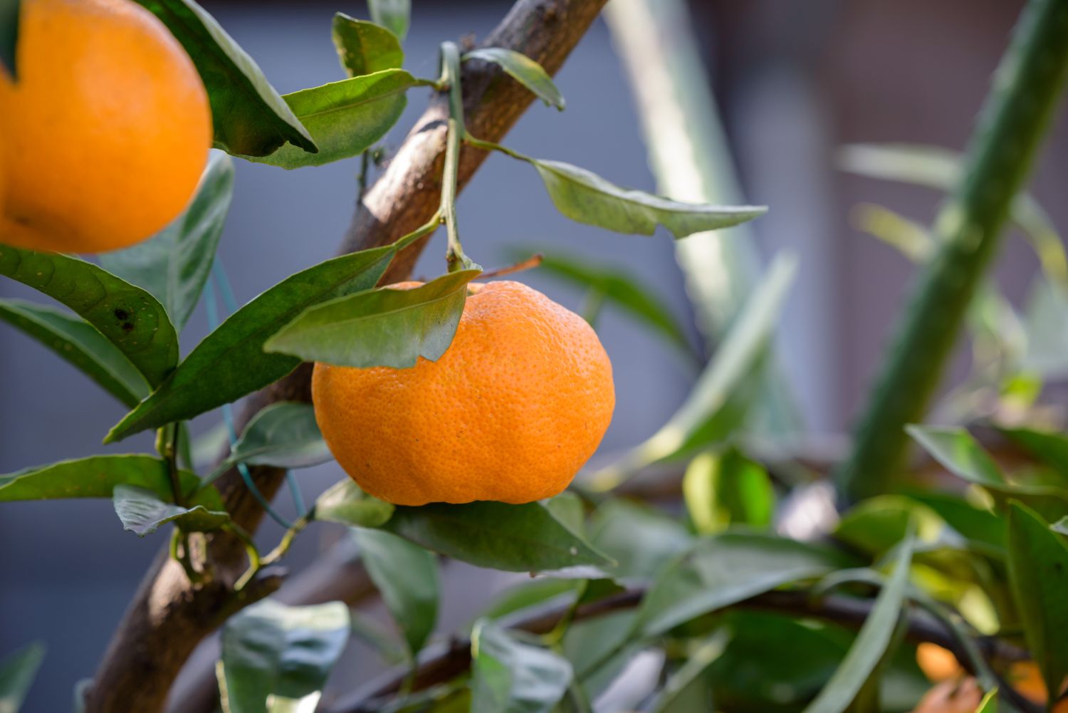 Satsuma pflegen, pflanzen & überwintern Plantura