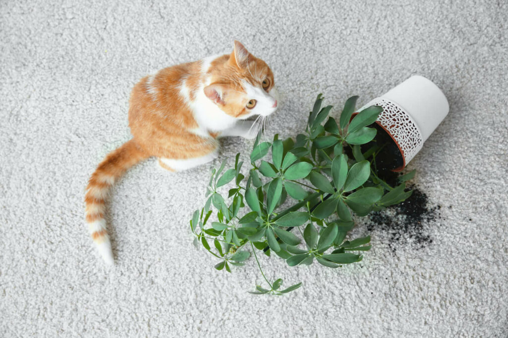 Katze neben Schefflera