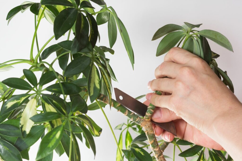 Schefflera wird geschnitten