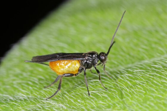 Encarsia formosa-Schlupfwespen: Nützlinge gegen Weiße Fliegen