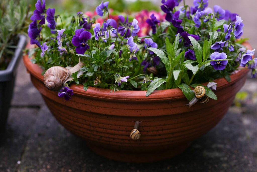 Schnecken an einem Blumentopf