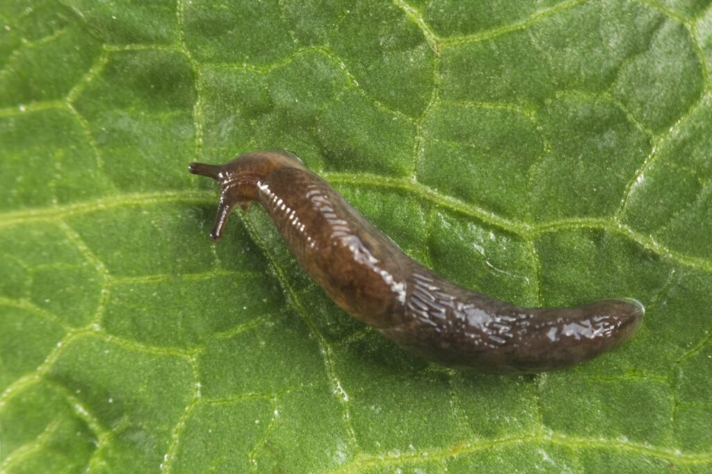 Schwarze Wegschnecke