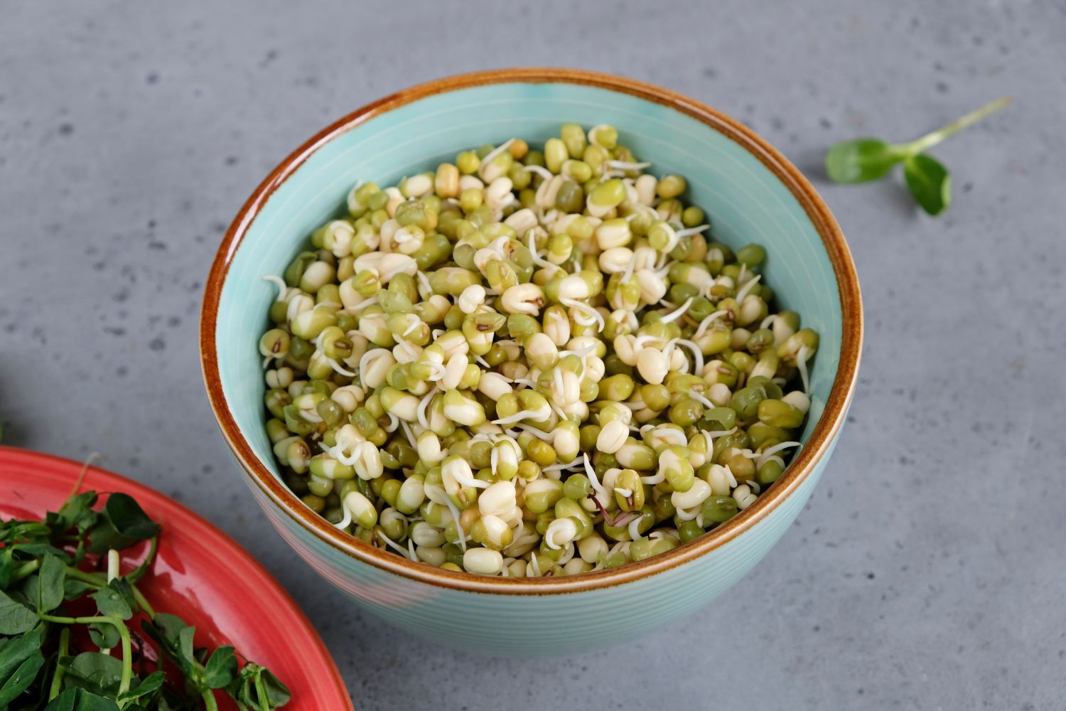 Sprossen ziehen: Richtige Samen, Keimschale & Schritt-für-Schritt-Anleitung