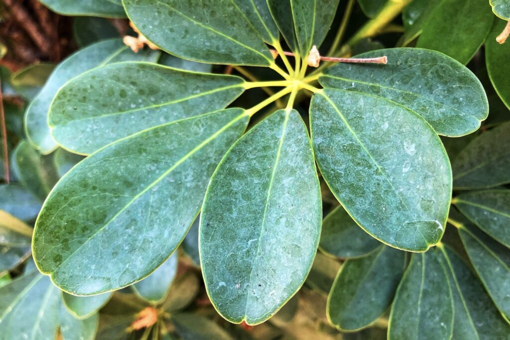 Schefflera-Blätter mit Flecken