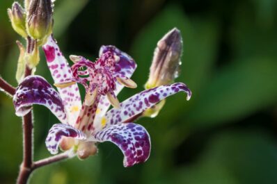 Krötenlilie: Pflanzen, Pflege & die schönsten Sorten