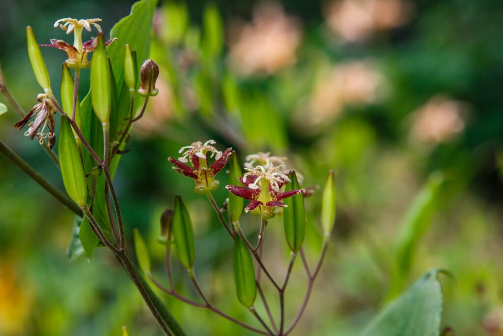 Krötenlilie 'Raspberry Mousse'