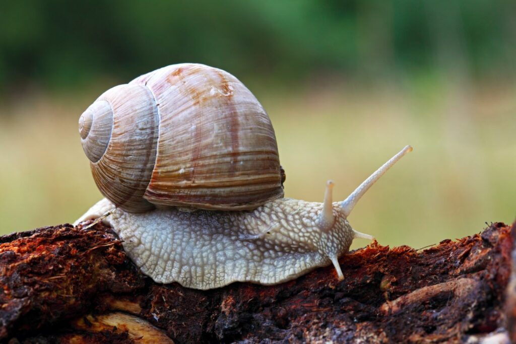 Weinbergschnecke im Garten