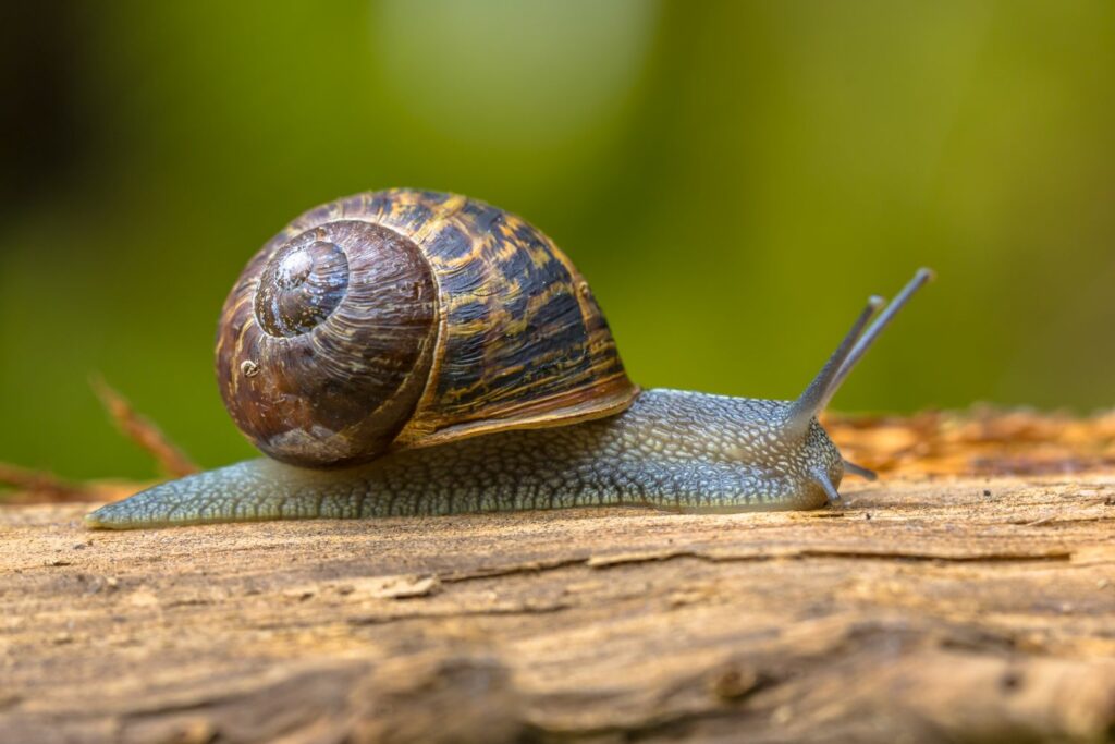 Große Weinbergschnecke