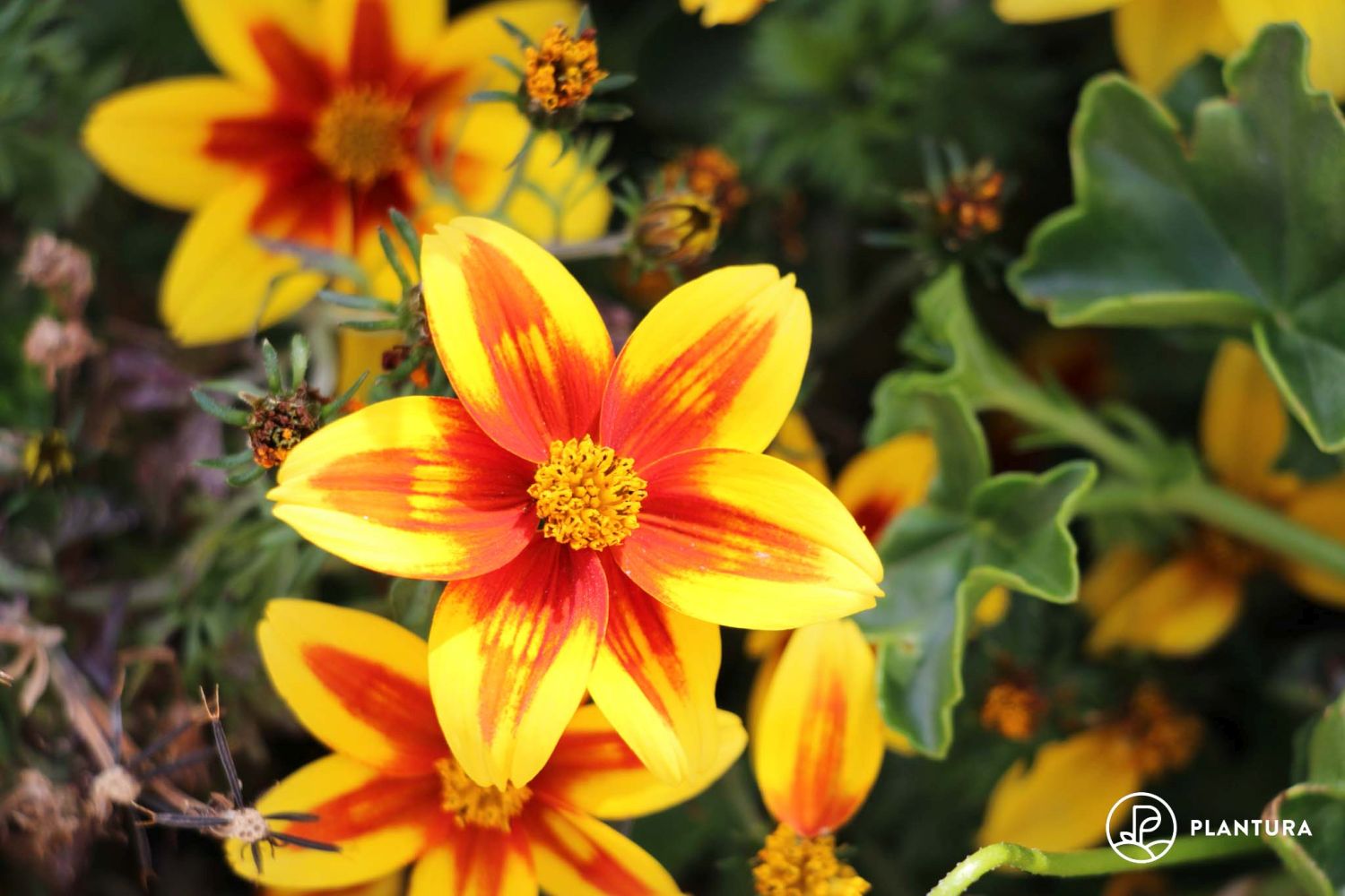 Goldmarie: Pflanzen, Winterhärte & die schönsten Bidens-Sorten