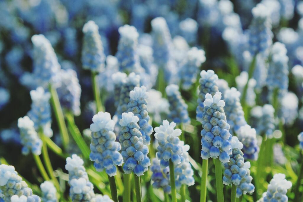 Muscari armeniacum