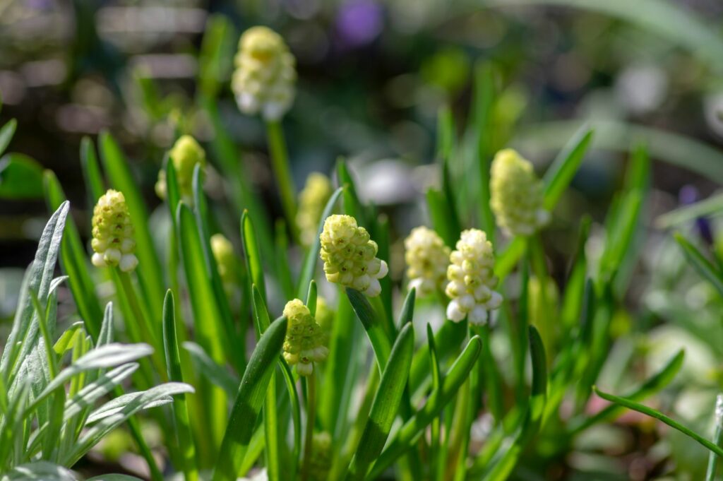 Muscari aucheri White Magic