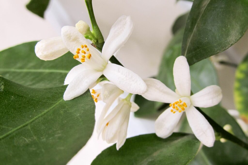 Calamondin-Blüte